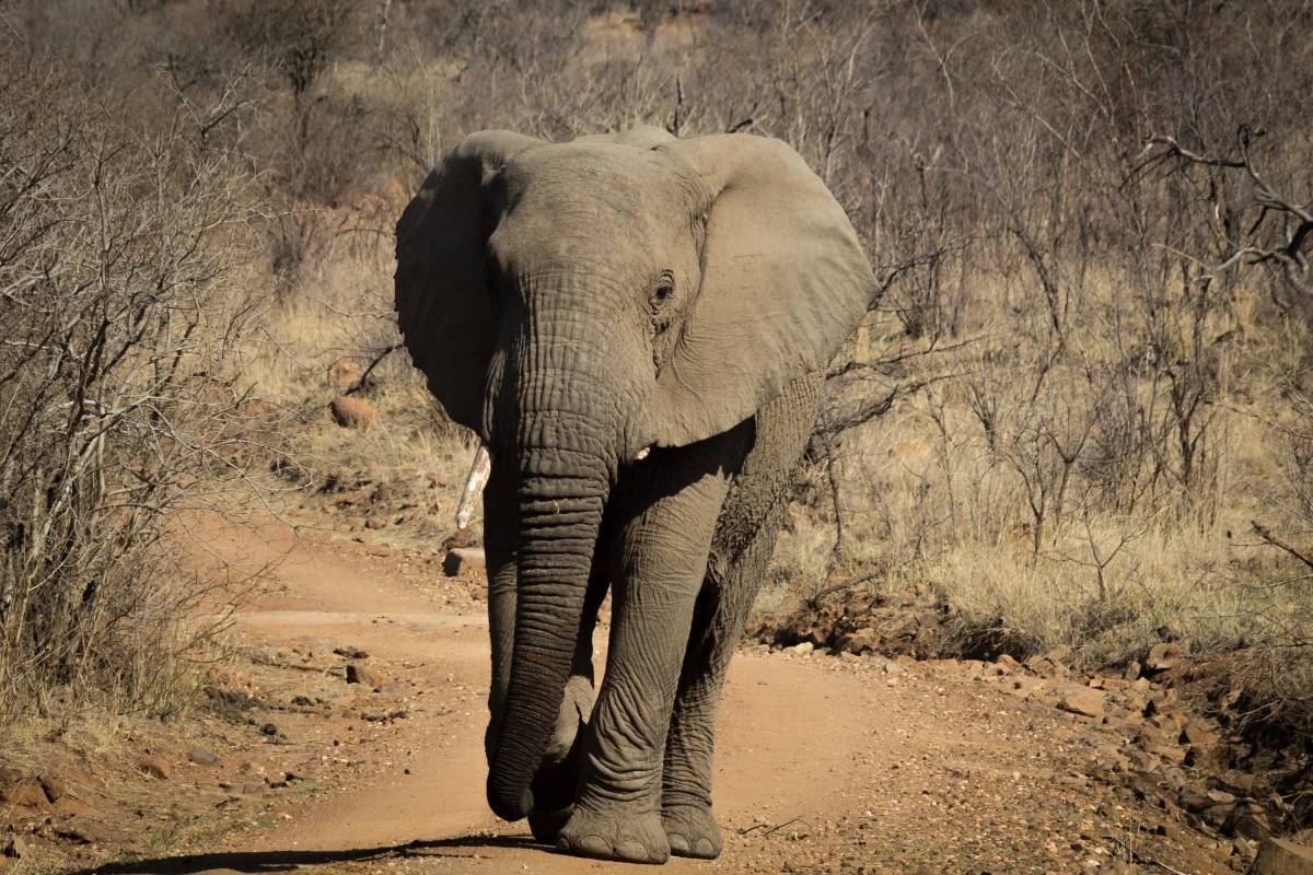 Африканский слон #19