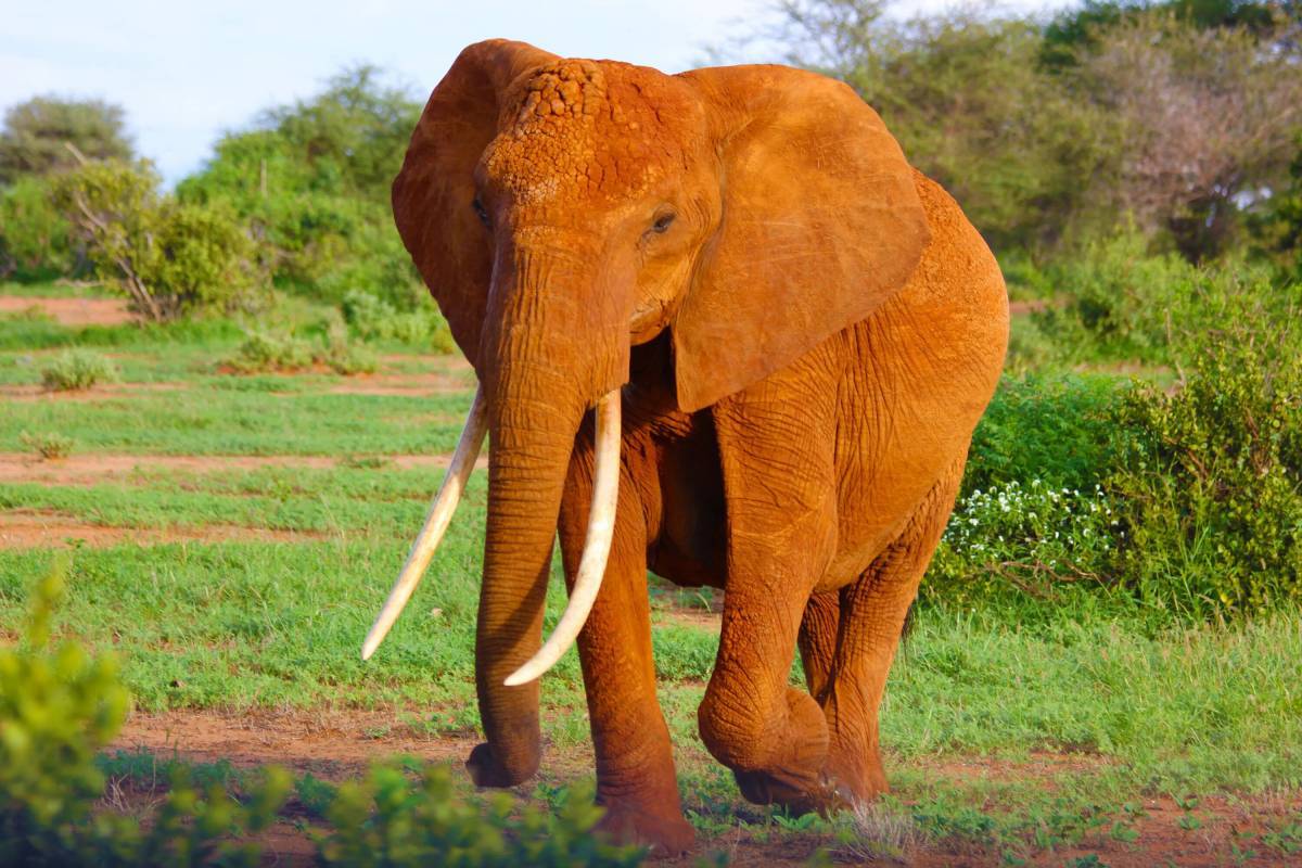 Африканский слон #21