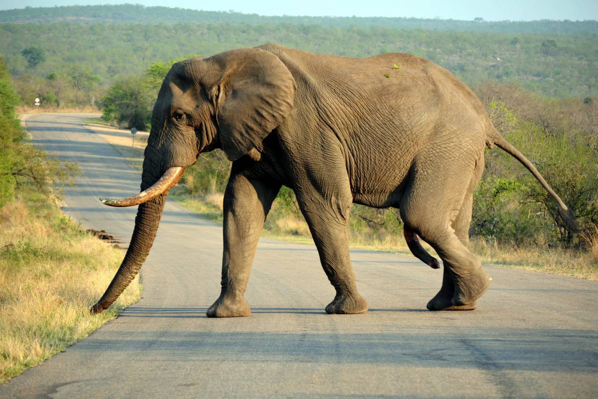 Африканский слон #22