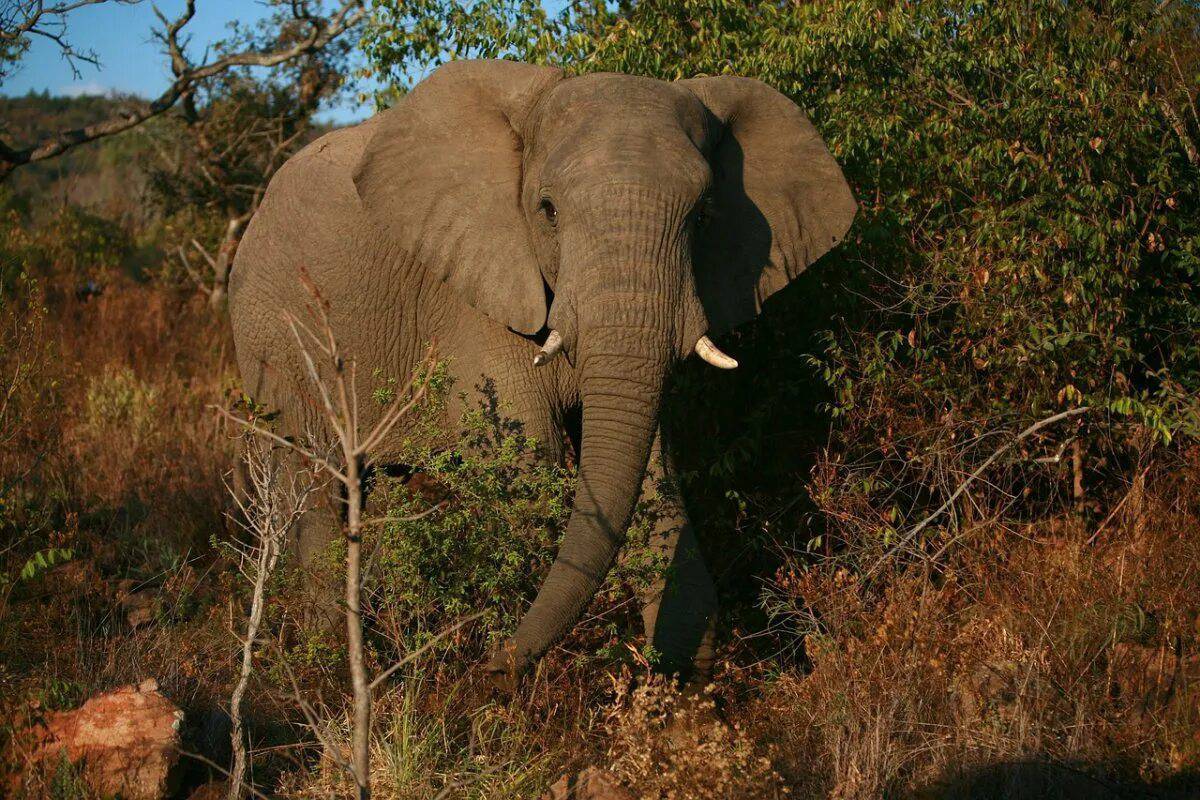 Африканский слон #23