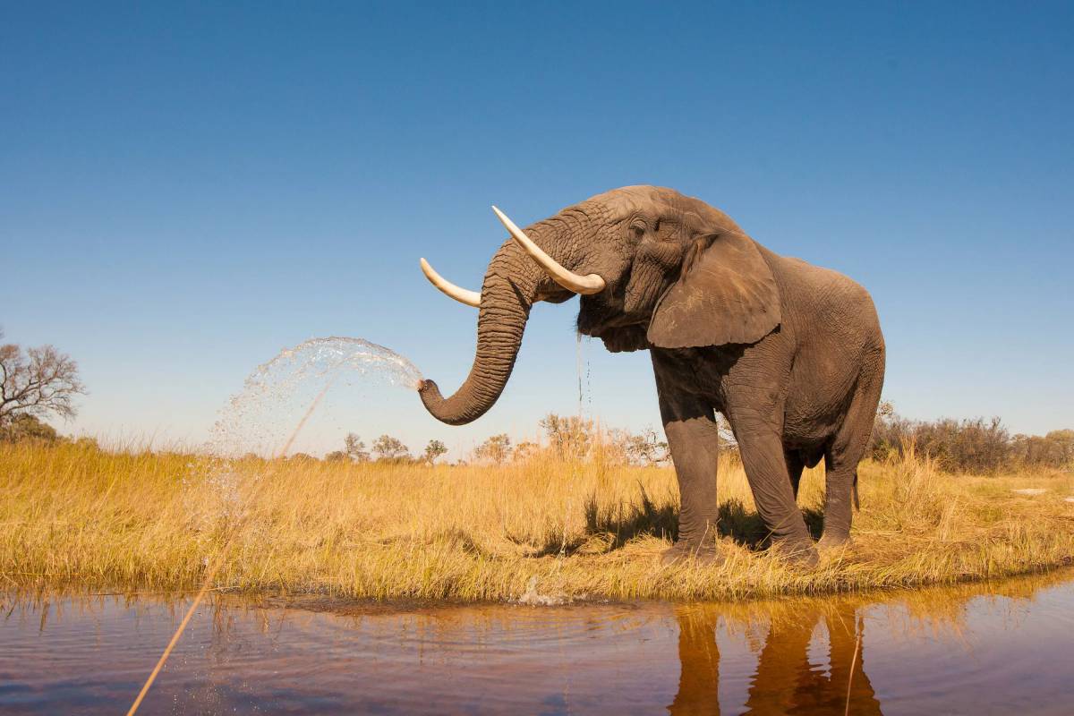 Африканский слон #24