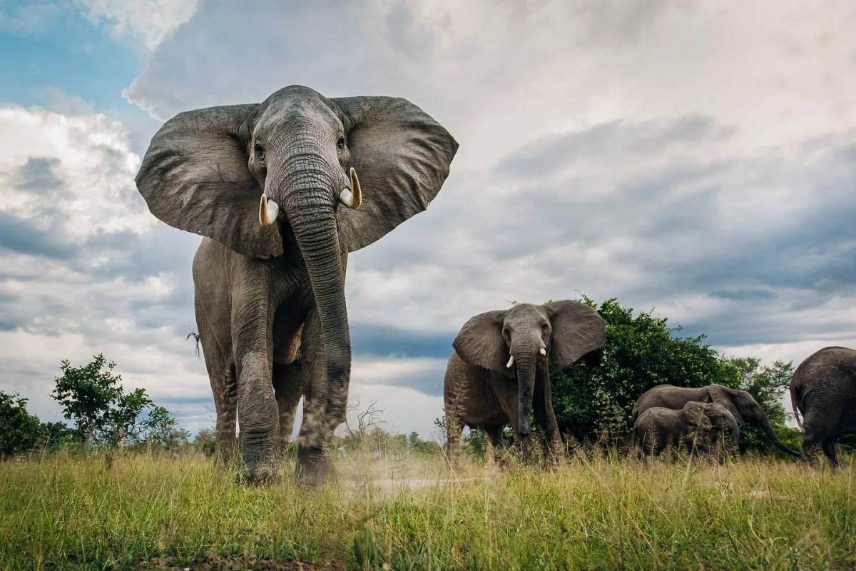 Африканский слон #25