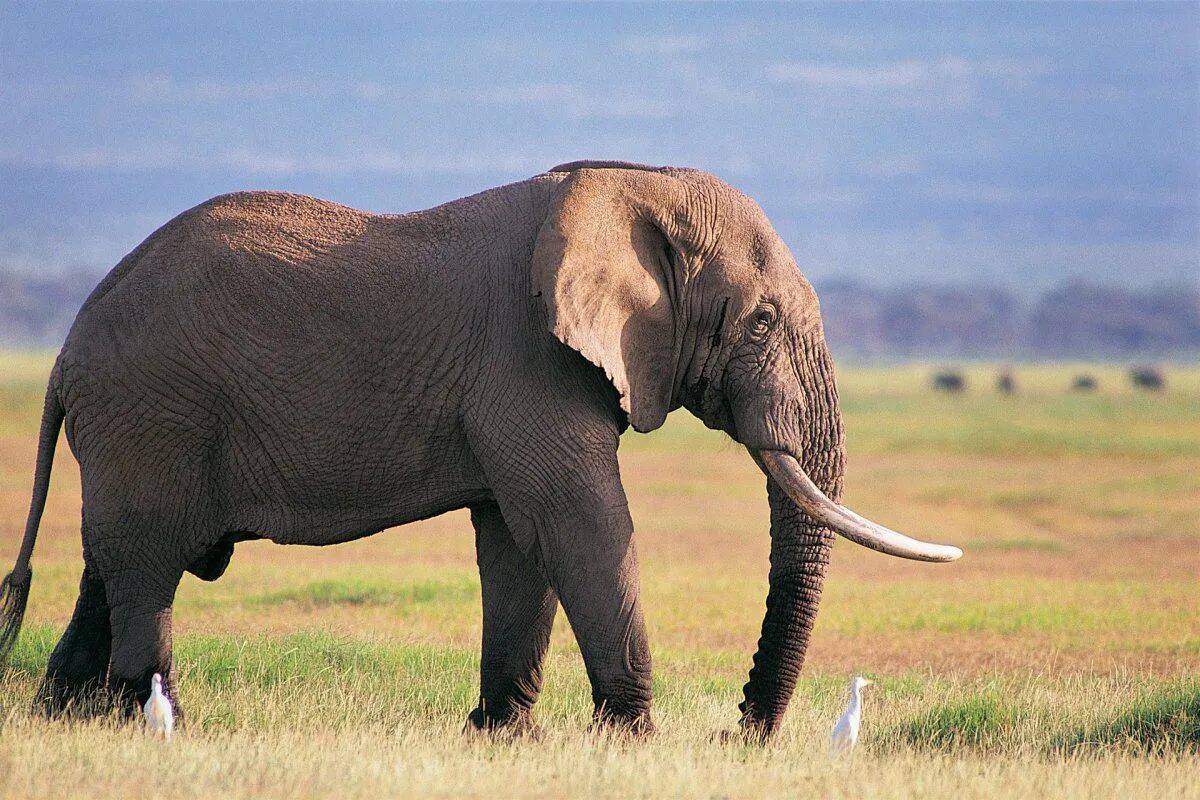 Африканский слон #26