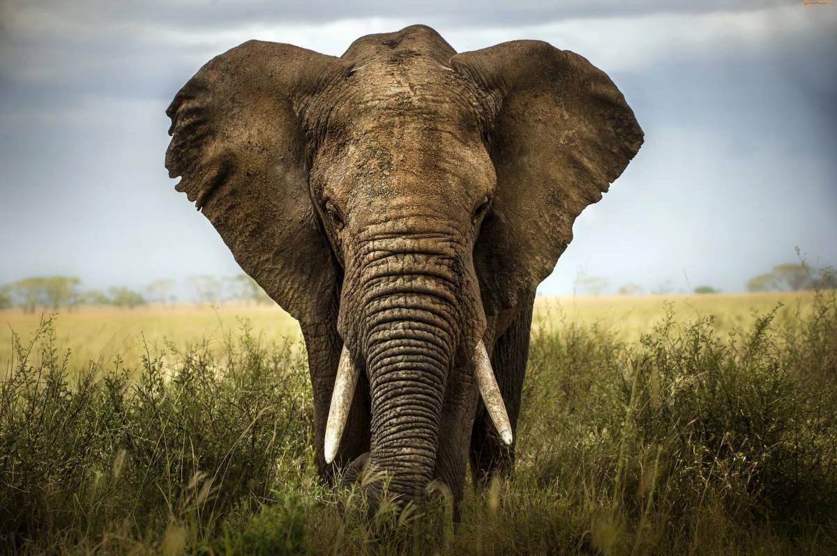 Африканский слон #27