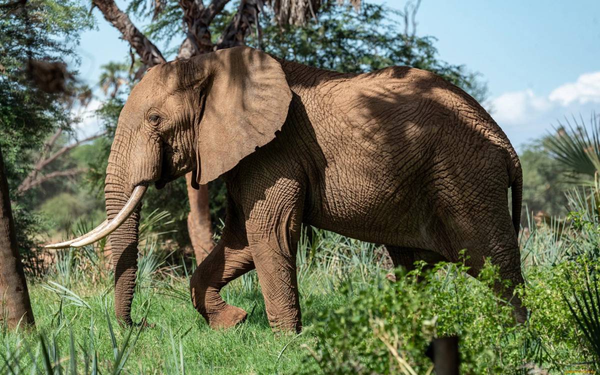 Африканский слон #28