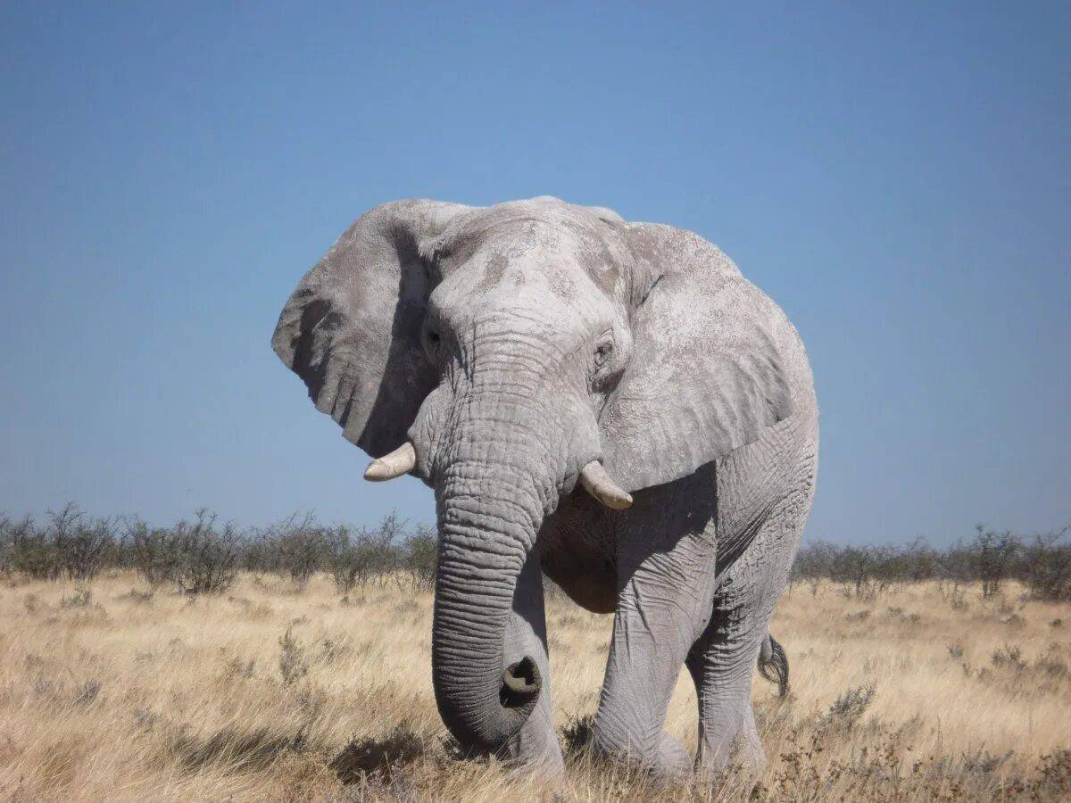 Африканский слон #29