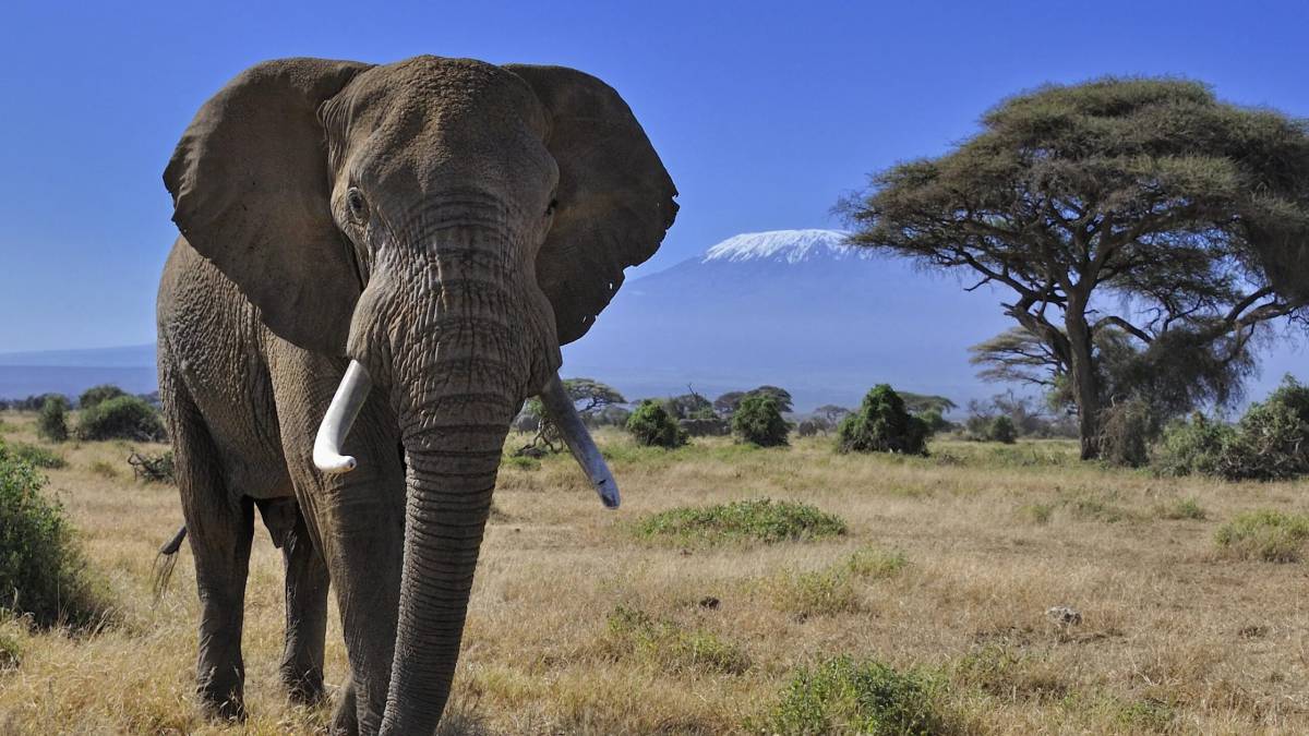 Африканский слон #30