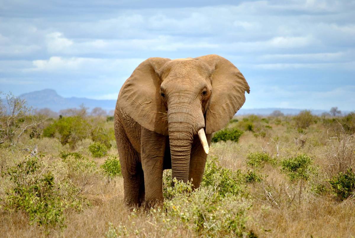 Африканский слон #32
