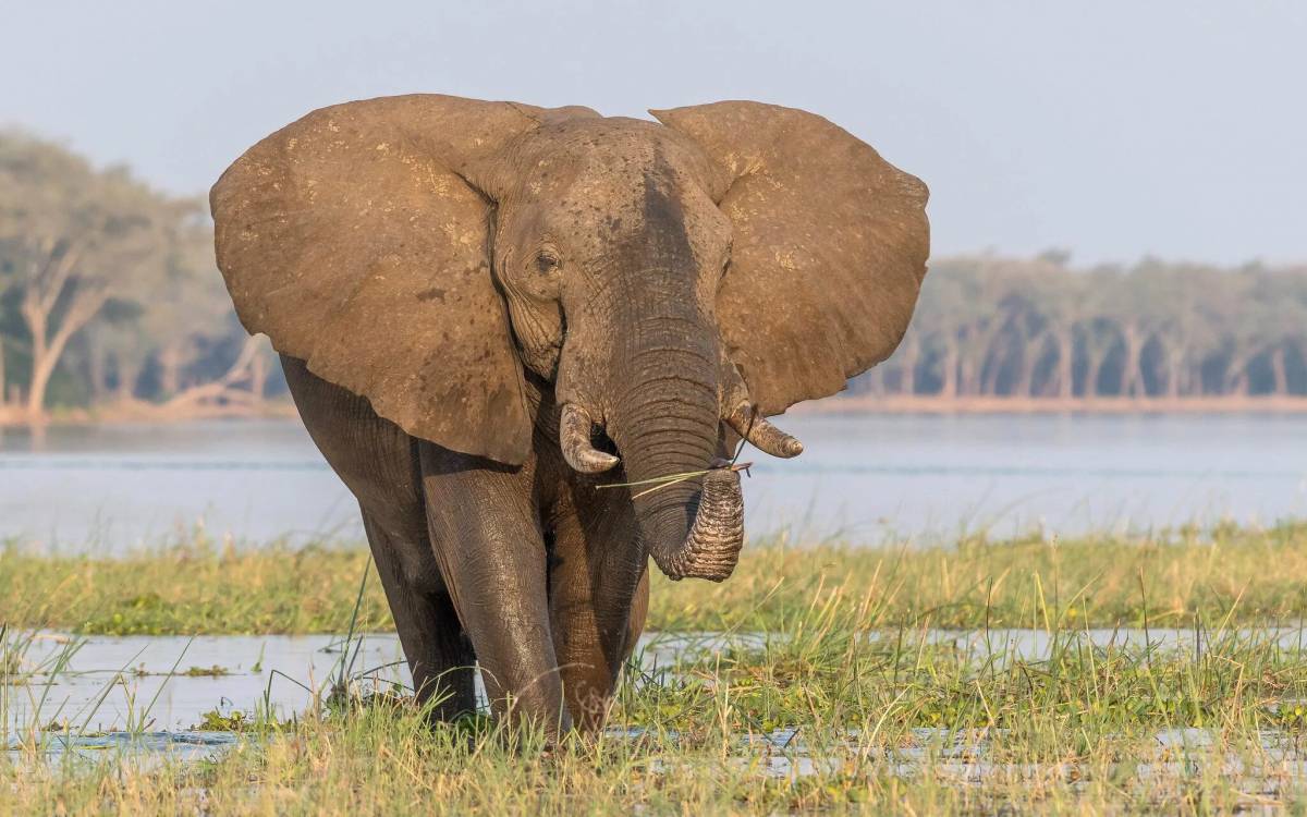 Африканский слон #34