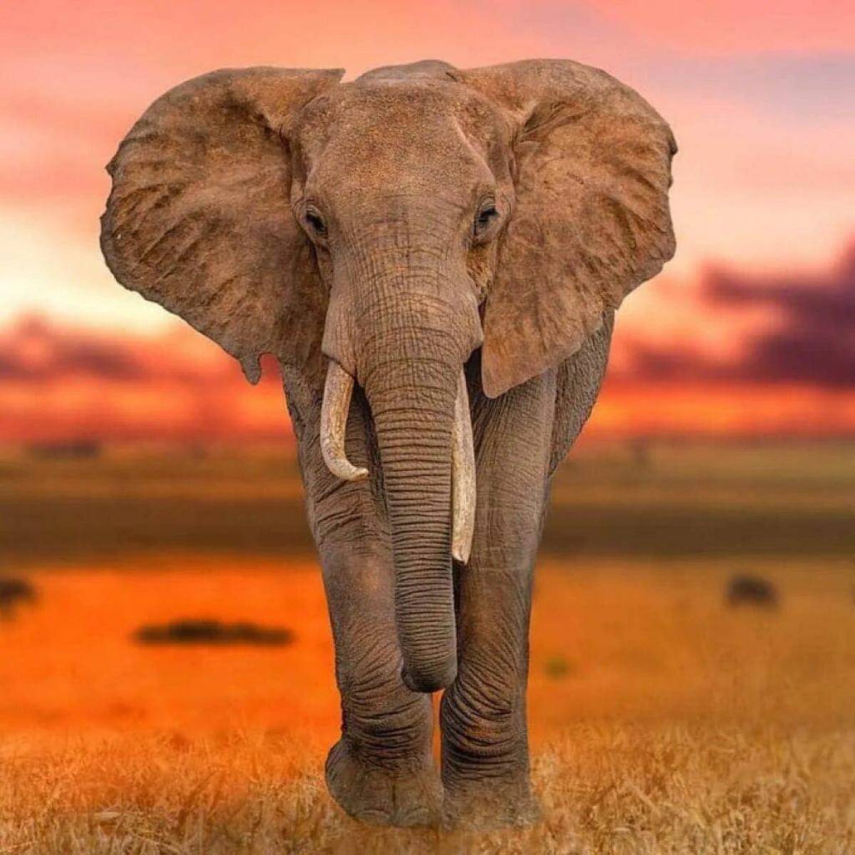 Африканский слон #35