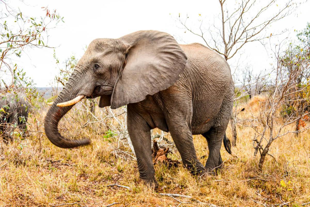 Африканский слон #36