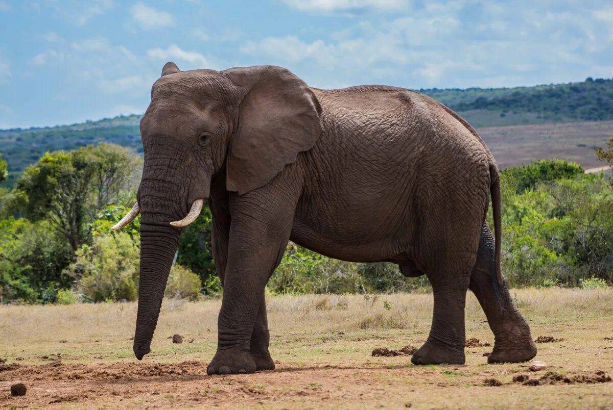 Африканский слон #38
