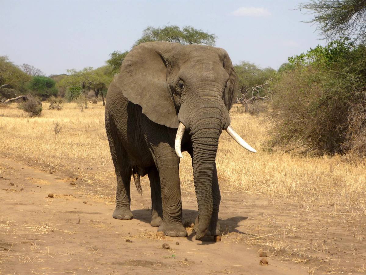 Африканский слон #39