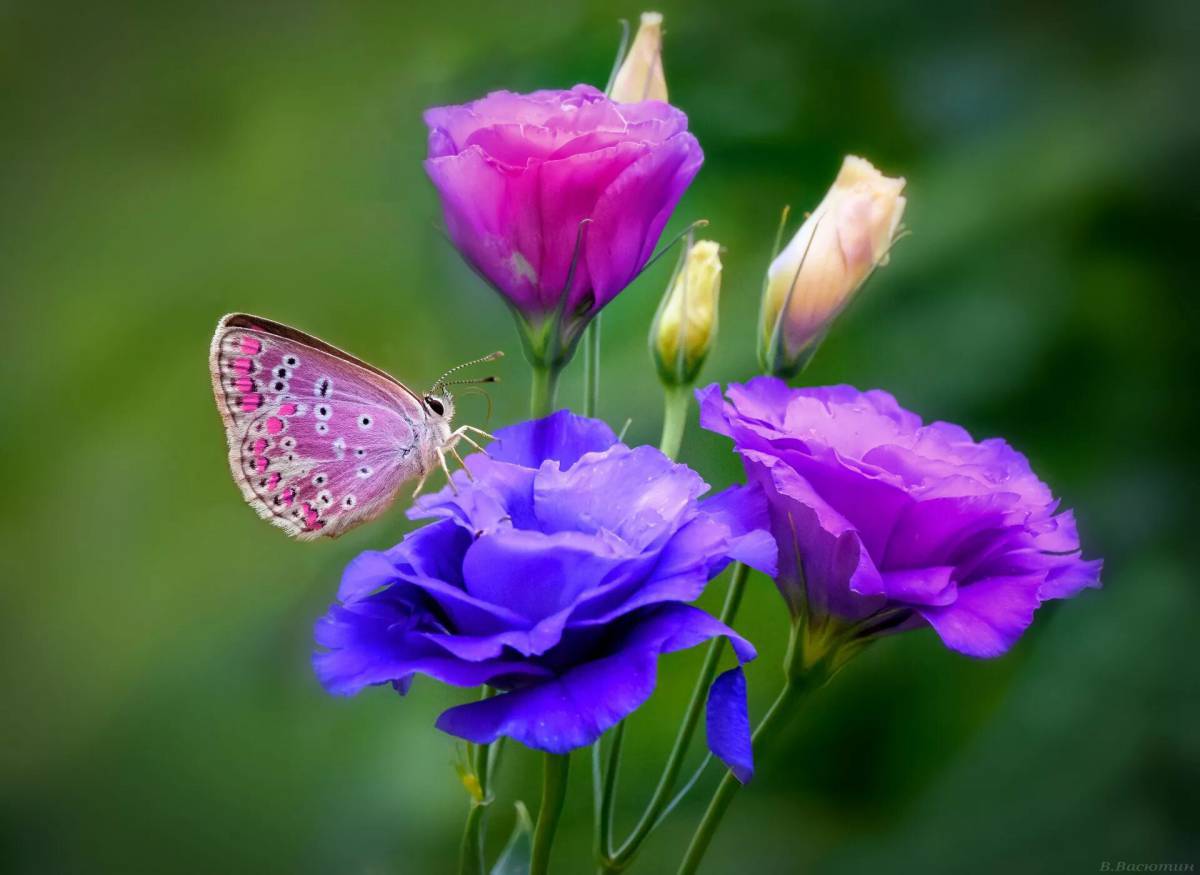 Бабочка на цветке #1
