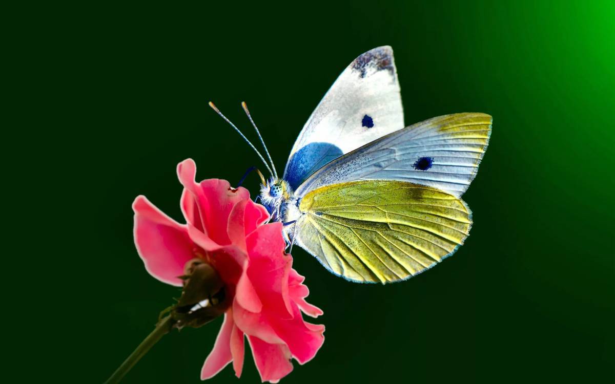Бабочка на цветке #2