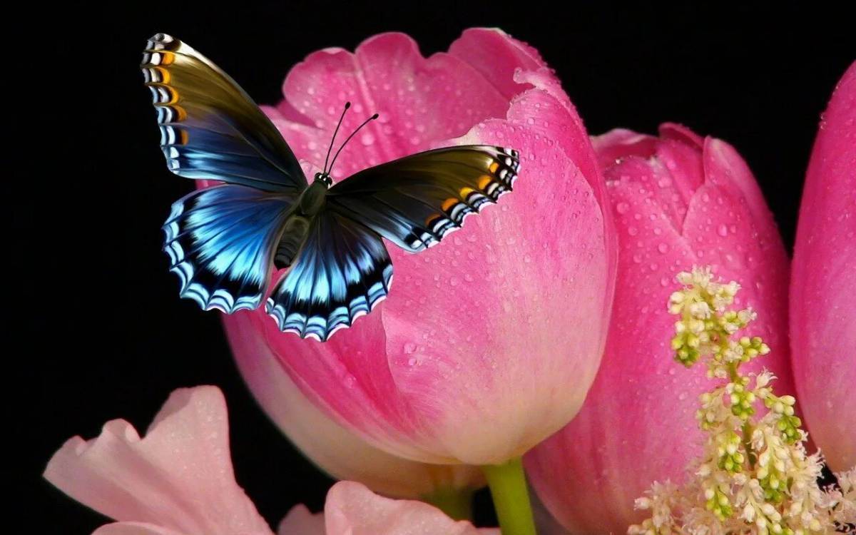 Бабочка на цветке #4