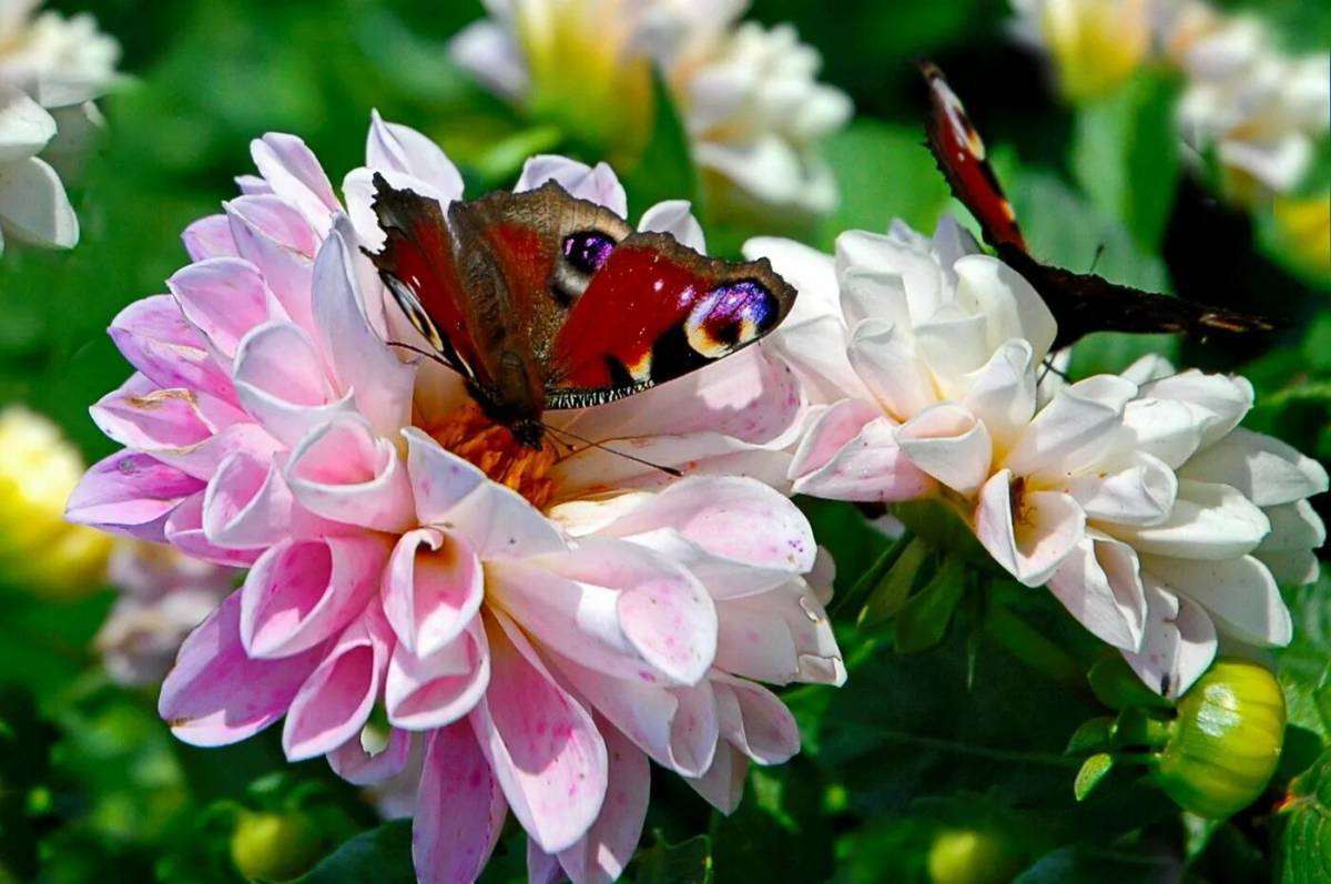 Бабочка на цветке #5