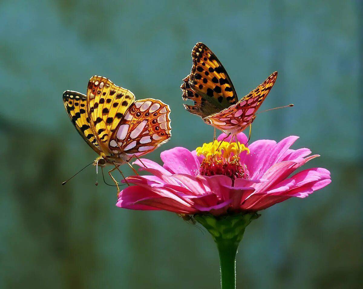 Бабочка на цветке #7