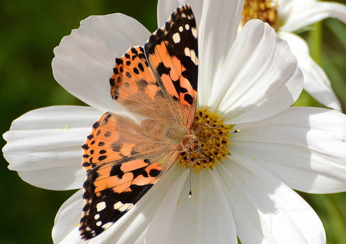Бабочка на цветке #8