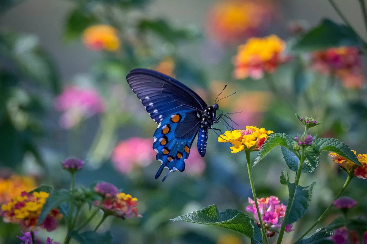 Бабочка на цветке #10
