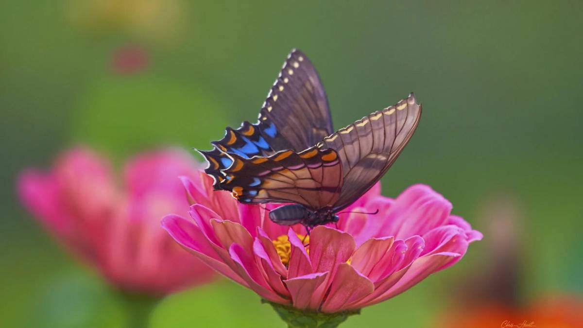 Бабочка на цветке #12