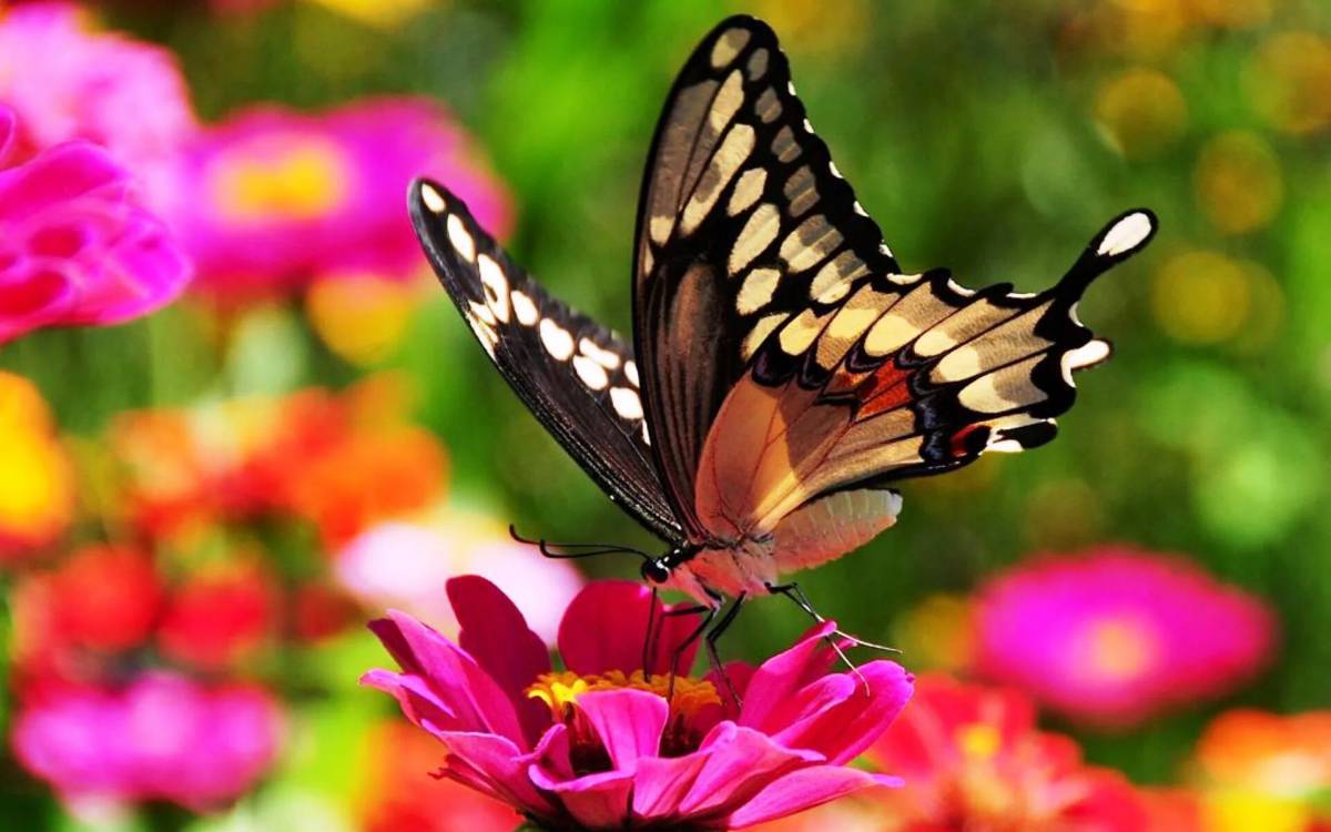 Бабочка на цветке #13