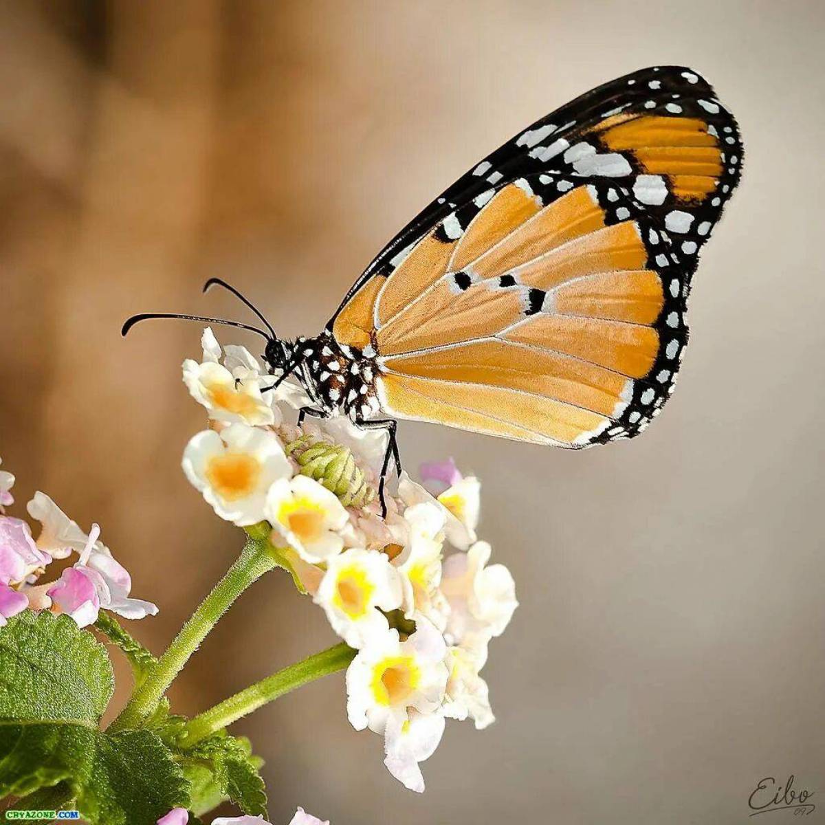Бабочка на цветке #15
