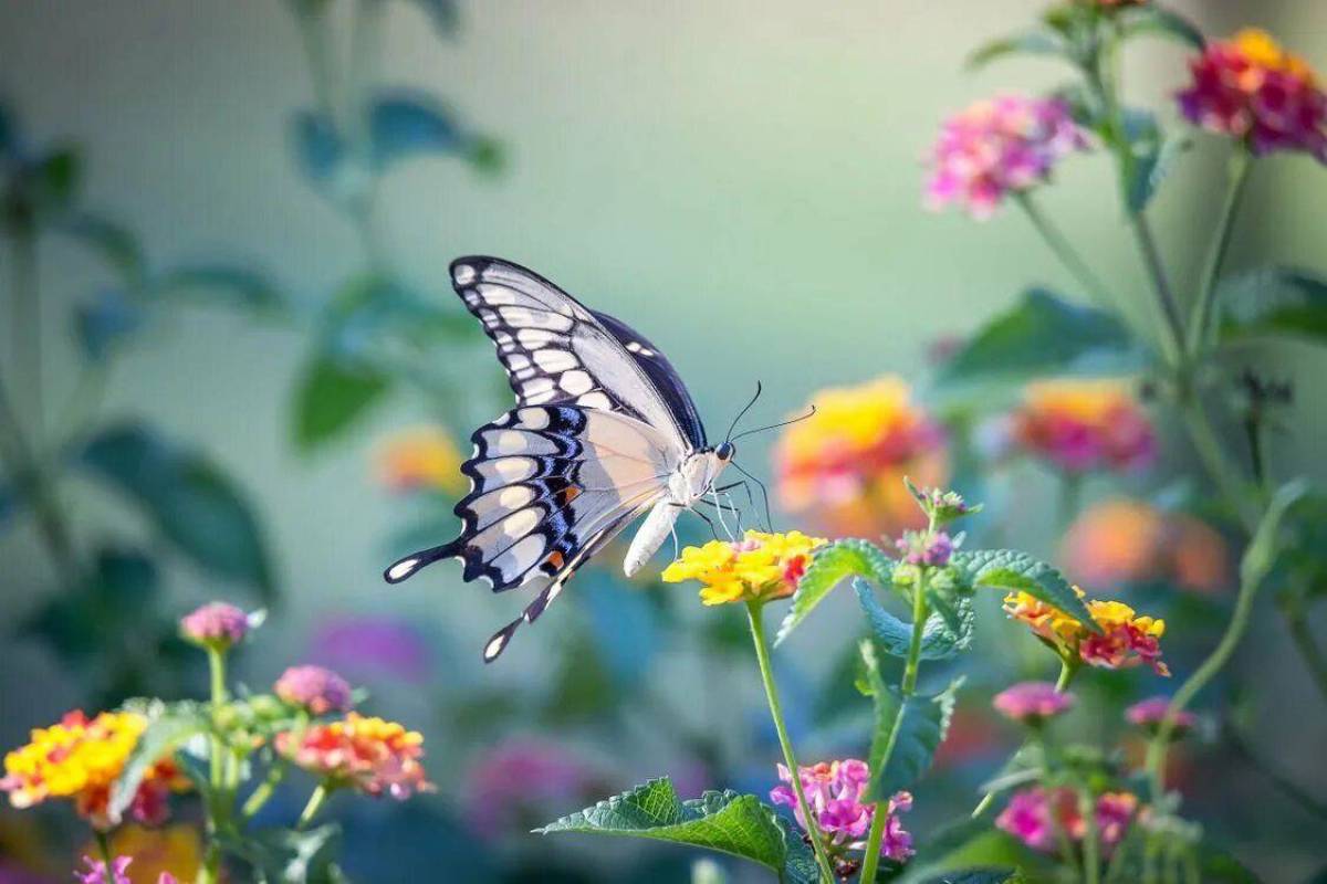 Бабочка на цветке #17