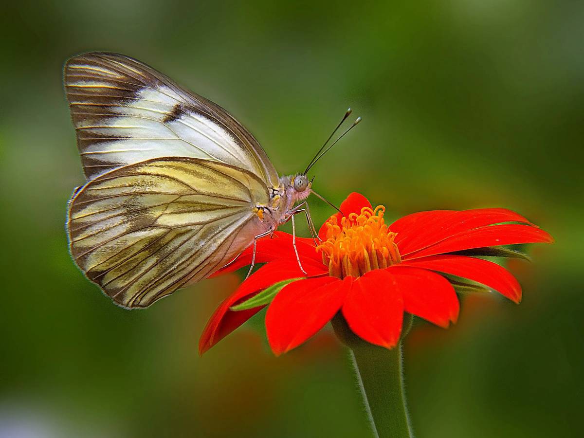 Бабочка на цветке #23