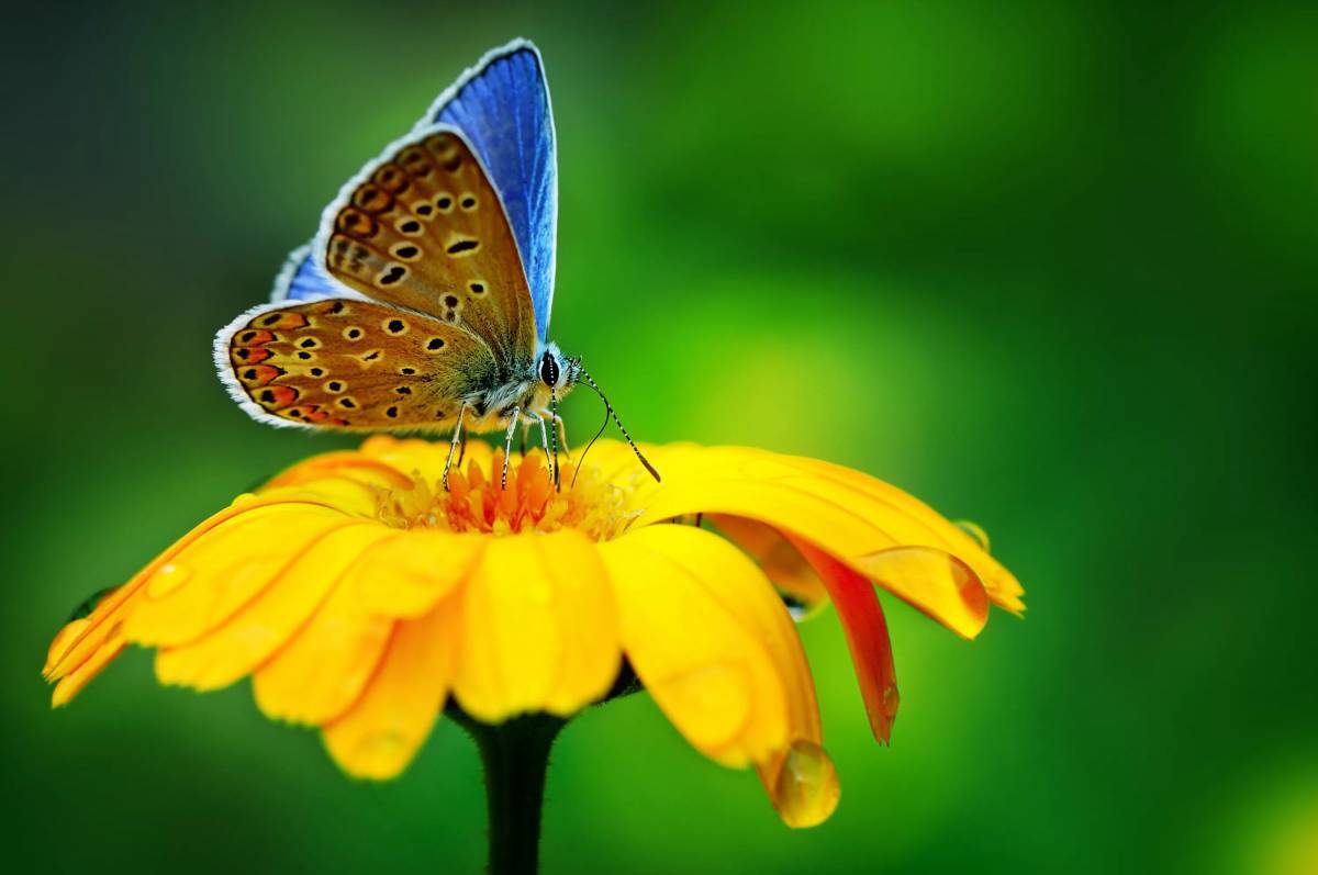Бабочка на цветке #25