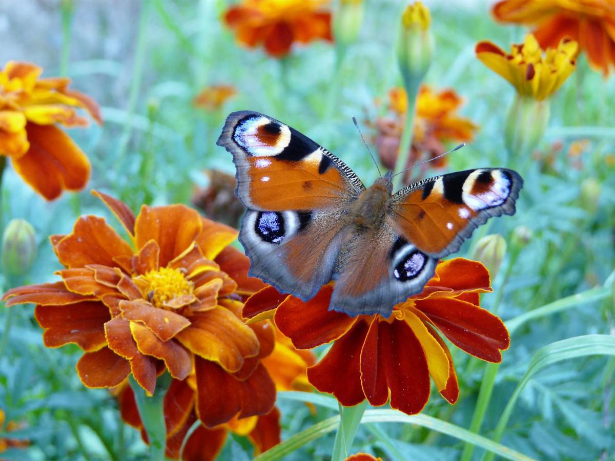 Бабочка на цветке #29