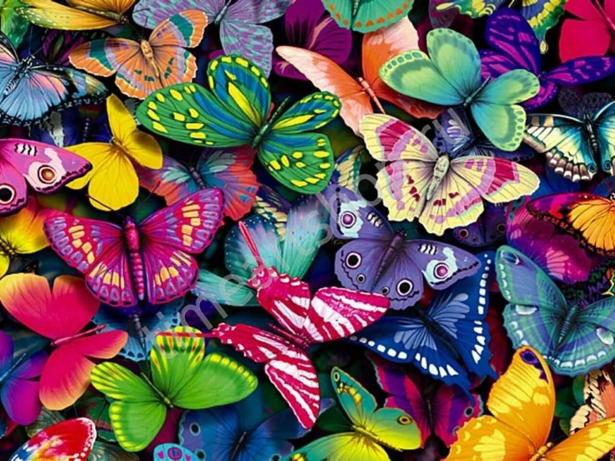 Бабочки много #5