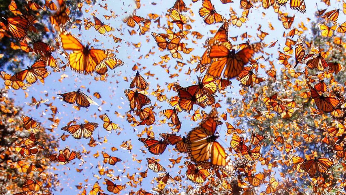 Бабочки много #10