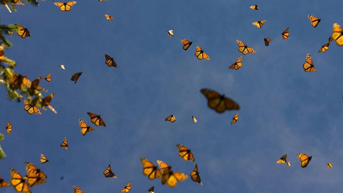 Бабочки много #17