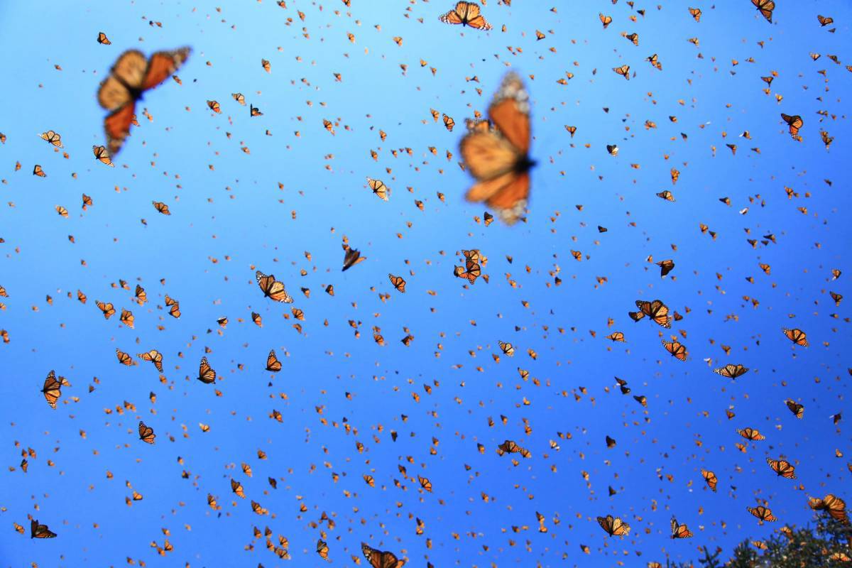 Бабочки много #24