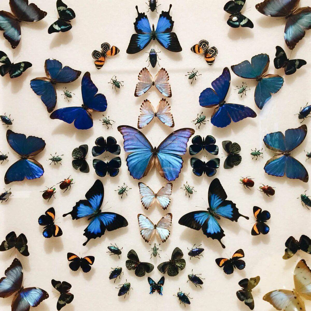 Бабочки много #25