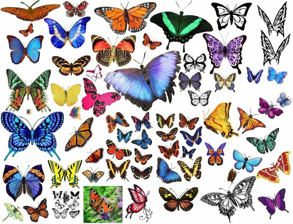 Бабочки много на одном листе #2