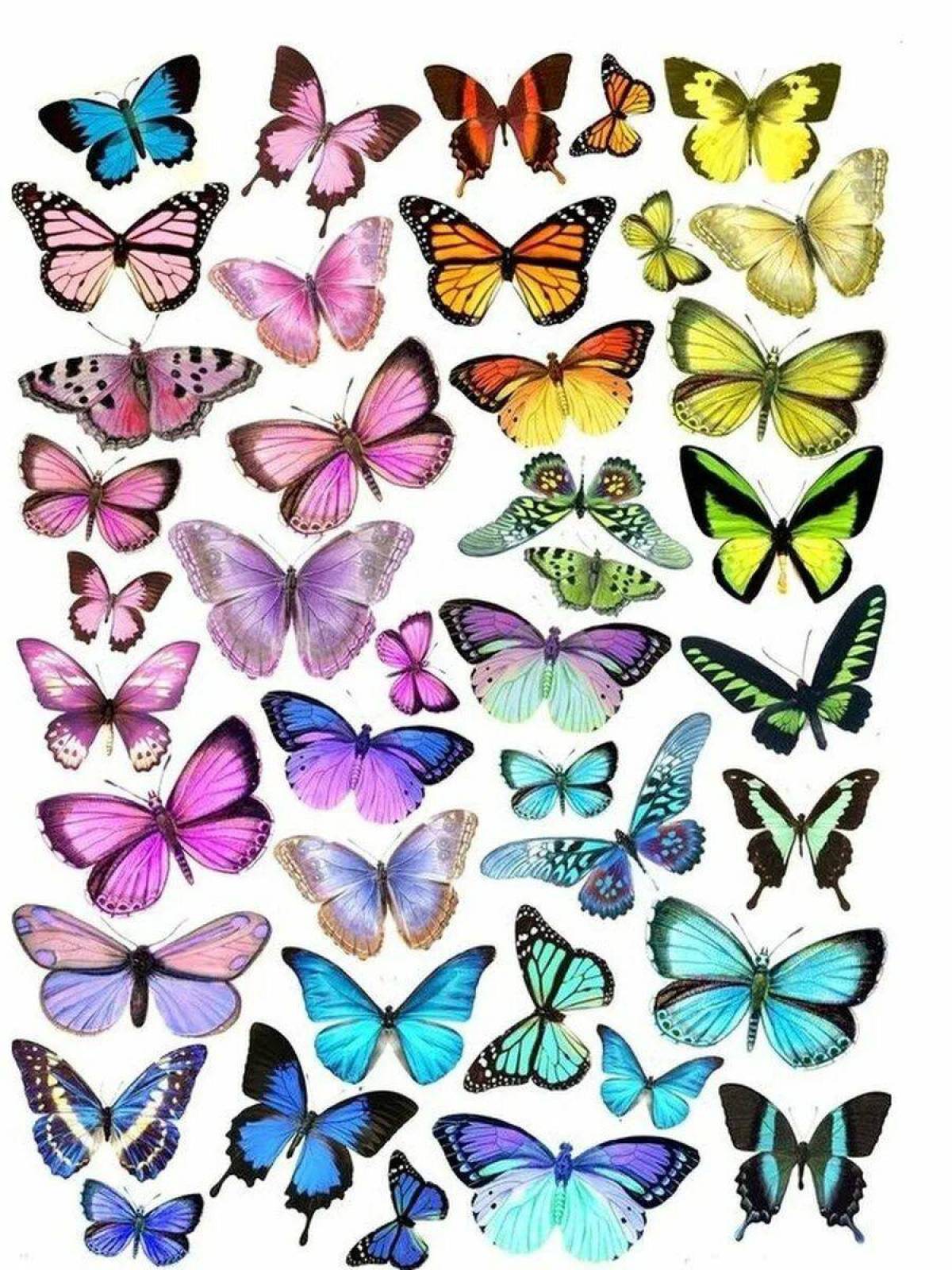 Бабочки много на одном листе #3