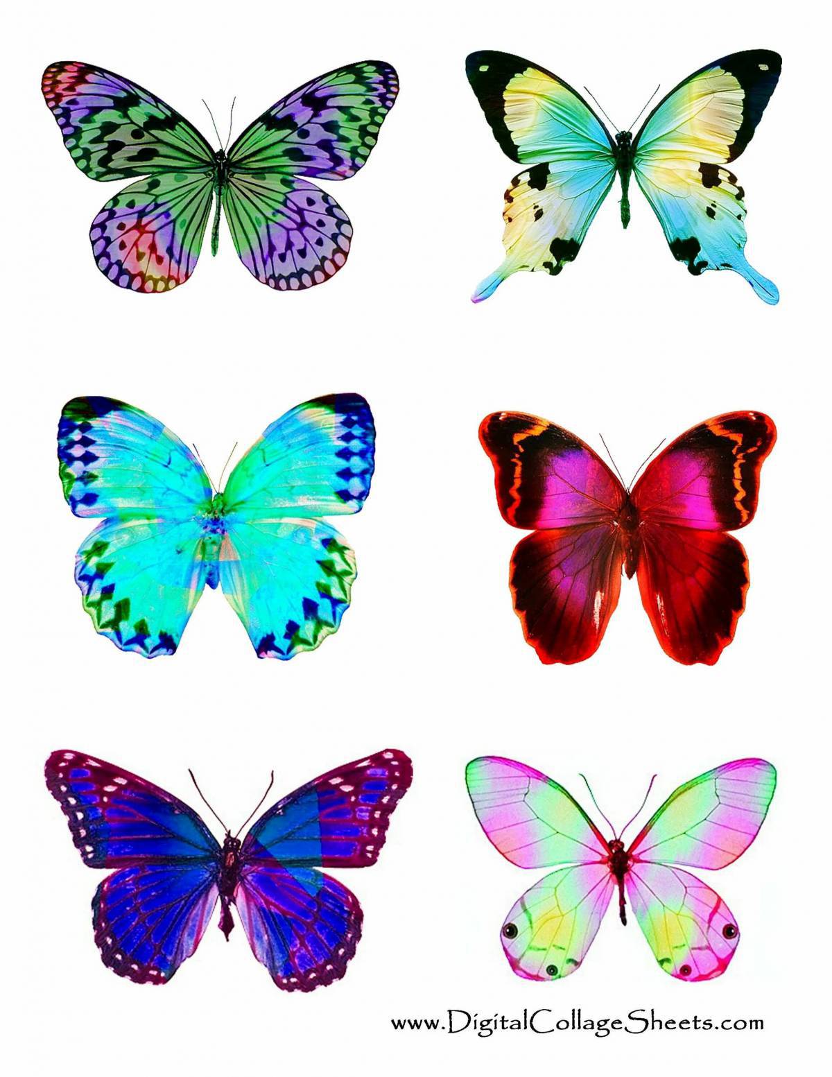 Бабочки много на одном листе #6