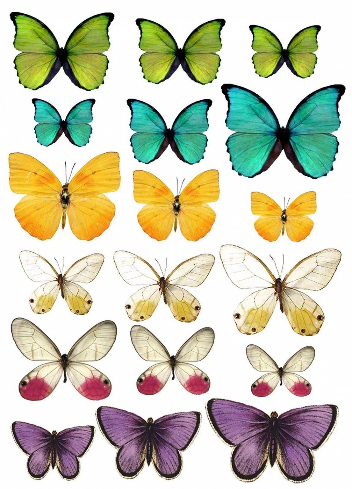 Распечатать цветной. Разноцветные бабочки. Бабочки для вырезания. Бабочки трафареты для вырезания цветные. Большие цветные бабочки.