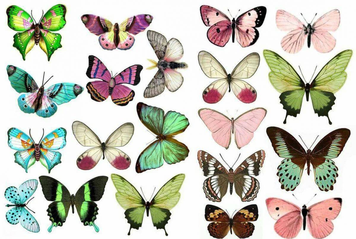 Бабочки много на одном листе #9