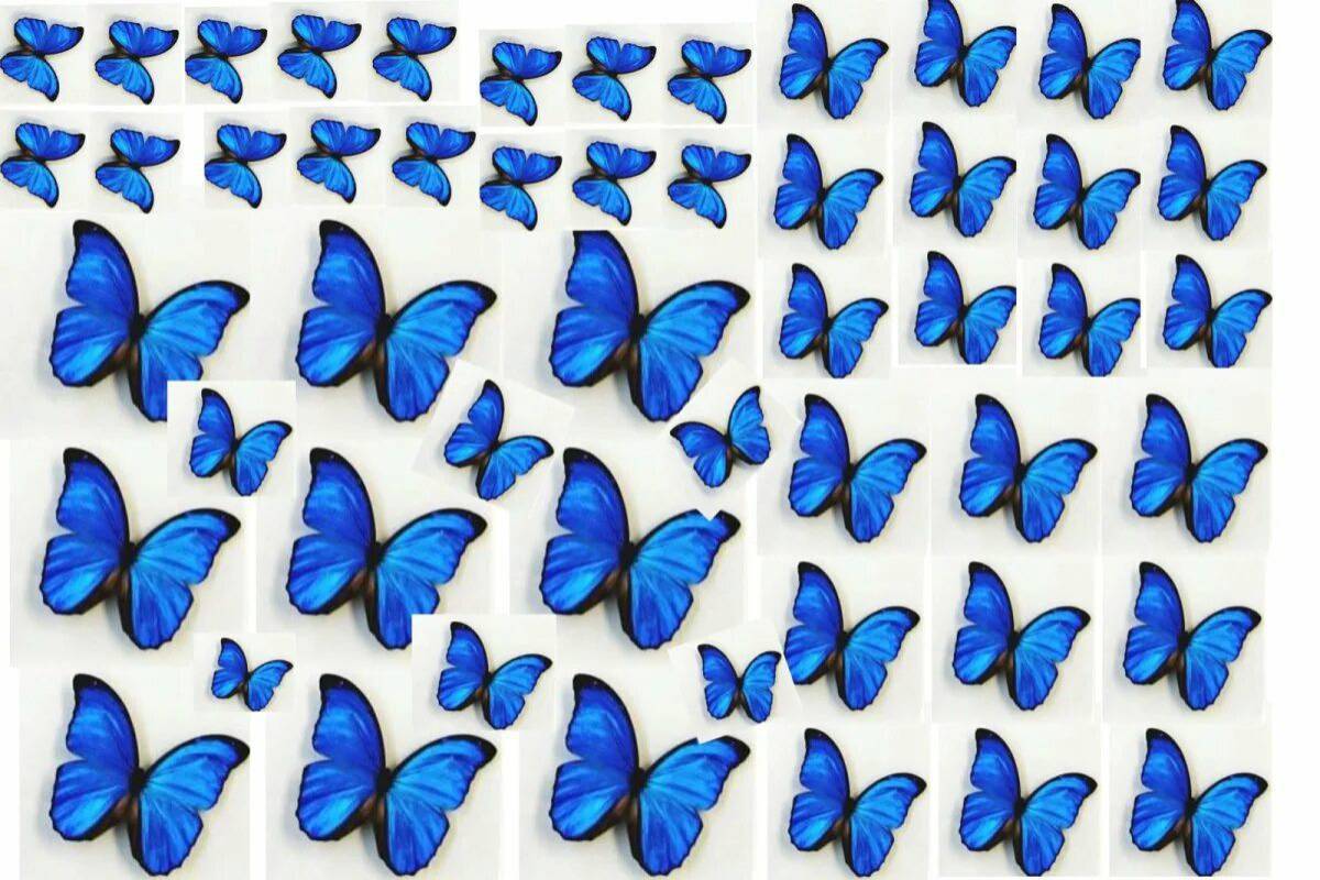 Бабочки много на одном листе #17