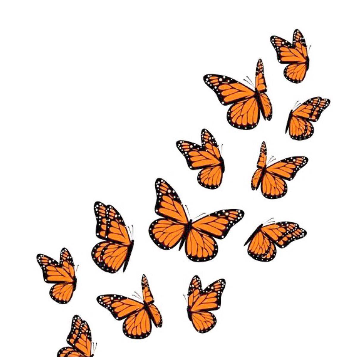 Бабочки много на одном листе #30