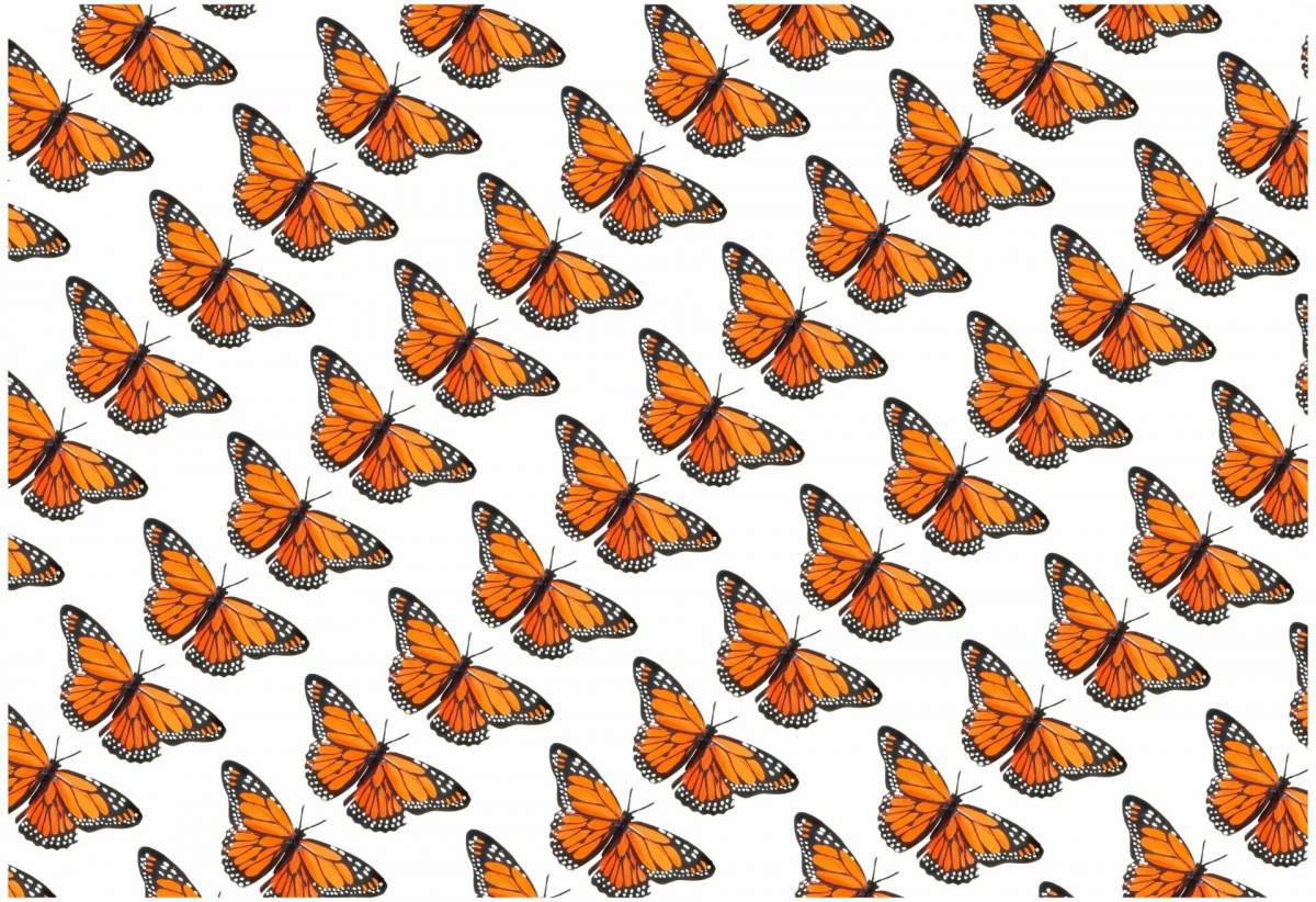 Бабочки много на одном листе #31