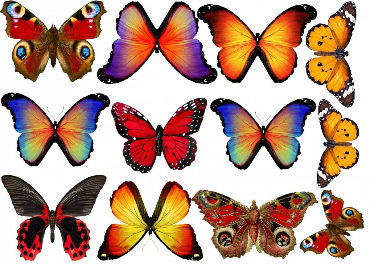 Бабочки много на одном листе #33