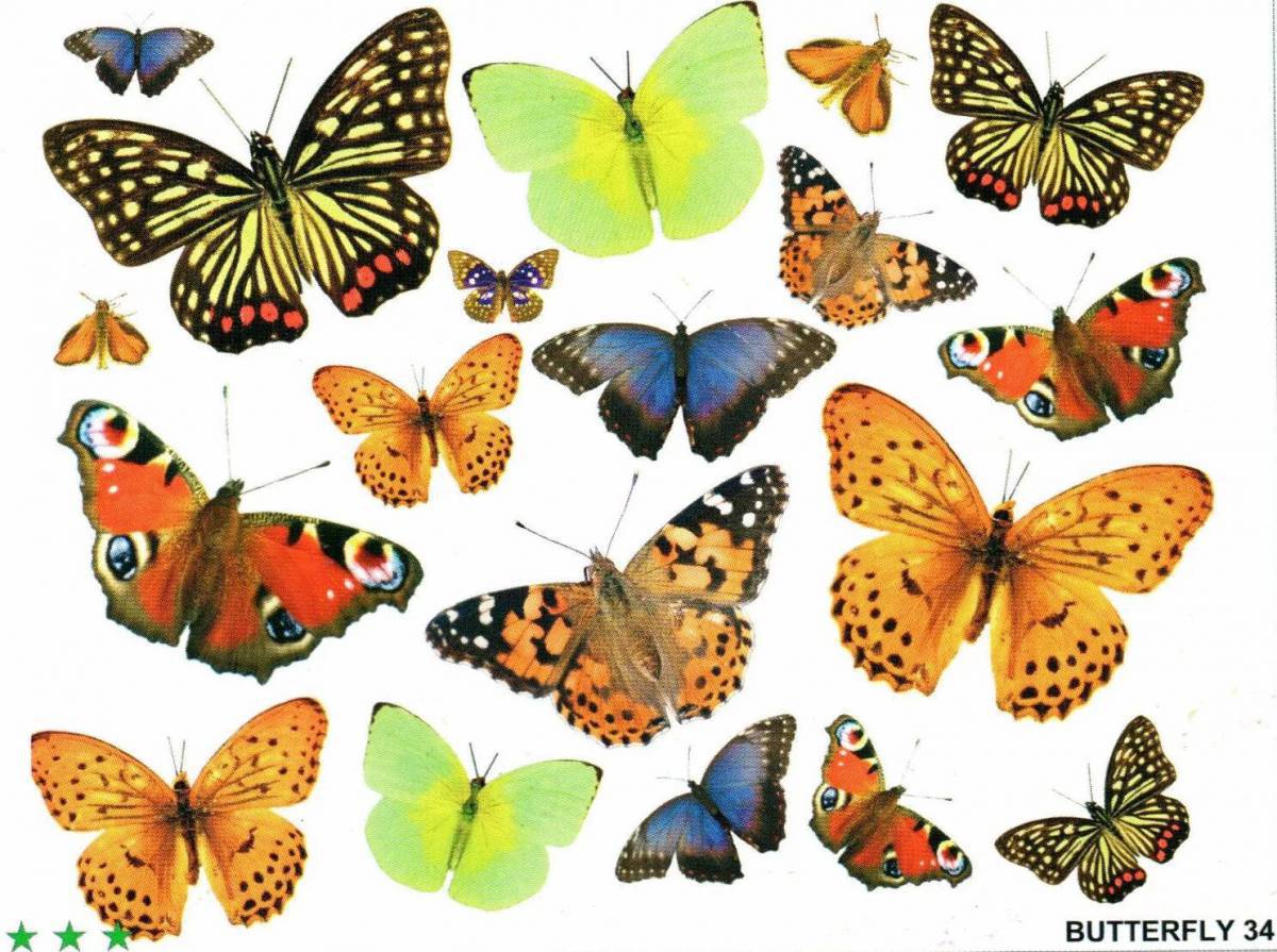 Бабочки много на одном листе #35