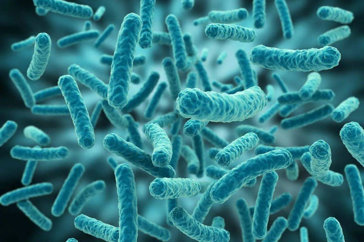 Бактерии #18