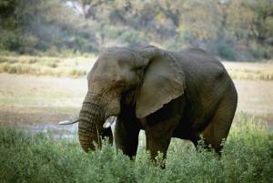 Раскраска африканский слон #3 #208536