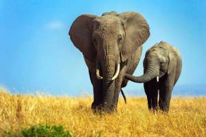 Раскраска африканский слон #4 #208537