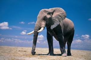 Раскраска африканский слон #6 #208539